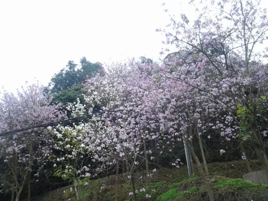 莊杰化工天麓湖生態(tài)公園一日游——禾雀花開，氣象萬新