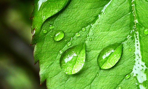 雨水葉子.jpg